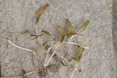 Halophila
