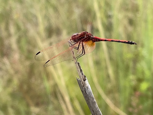 Red-veined Dropwing
