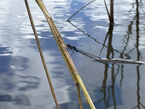 Blue-sided Sprite