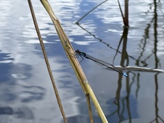 Pseudagrion sudanicum