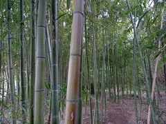 Phyllostachys edulis