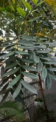 Simarouba
