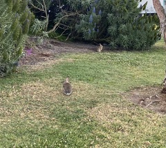 Sylvilagus audubonii