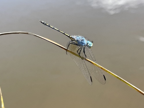 Jaunty Dropwing