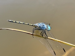 Trithemis palustris