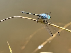 Trithemis palustris