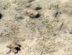 Halophila