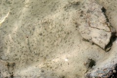 Halophila