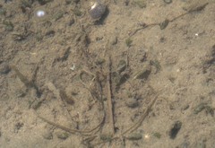 Halophila