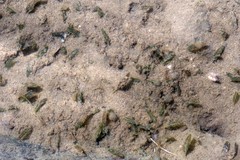 Halophila