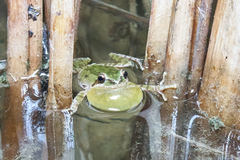 Pacific Chorus Frog photo 4