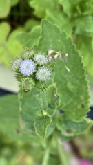 Ageratum corymbosum