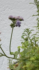 Ageratum corymbosum