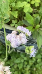Ageratum corymbosum
