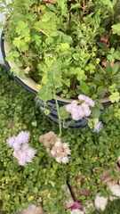 Ageratum corymbosum