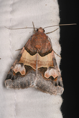 Drasteria pallescens