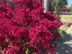 Bougainvillea