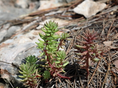 Sedum microcarpum