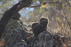 Mammillaria karwinskiana