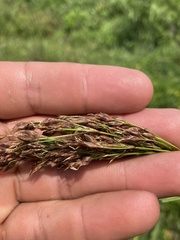 Rhynchospora megalocarpa