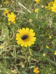 Oxythyrea funesta