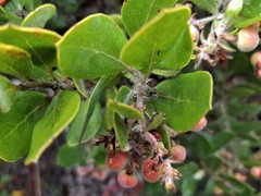 Arctostaphylos tomentosa