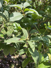 Magnoliopsida