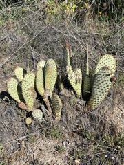 Opuntia basilaris