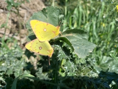 Colias croceus