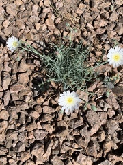 Calycoseris wrightii