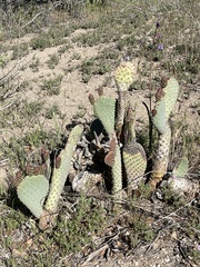 Opuntia basilaris