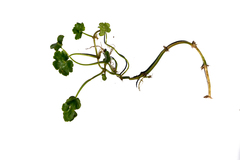 Hydrocotyle ranunculoides
