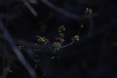 Clinopodium mexicanum