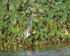 Egretta tricolor image