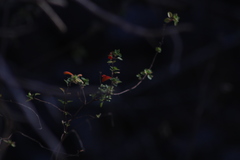 Clinopodium mexicanum