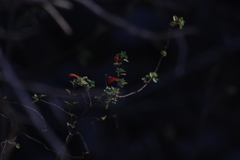 Clinopodium mexicanum