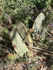 Opuntia basilaris