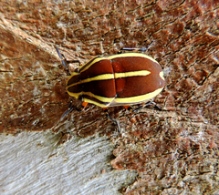 Agonosoma flavolineatum