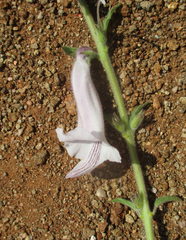 Sesamum trilobum image