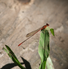 Megalagrion calliphya