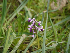 Anacamptis morio longicornu