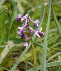 Anacamptis morio longicornu