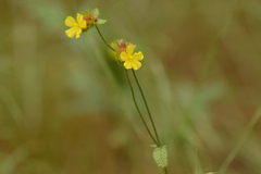 Waltheria operculata