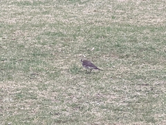 Turdus pilaris