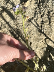 Phacelia viscida