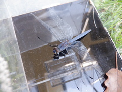 Libellulidae