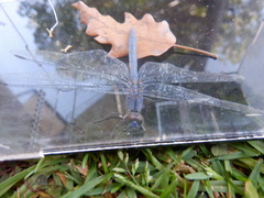 Libellulidae