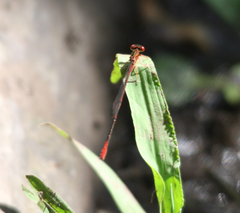 Megalagrion calliphya
