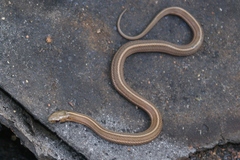 Thamnophis brachystoma