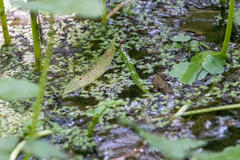 Lemna gibba
